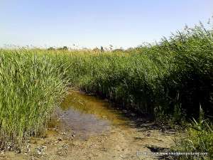 камыши на Спасской косе