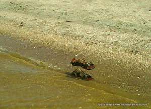 моя обувь на берегу Спасской косы