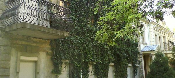 Обросшее зеленью здание на улице Малая Морская