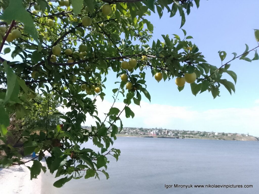 Алыча на берегу Большой Коренихи в Николаеве