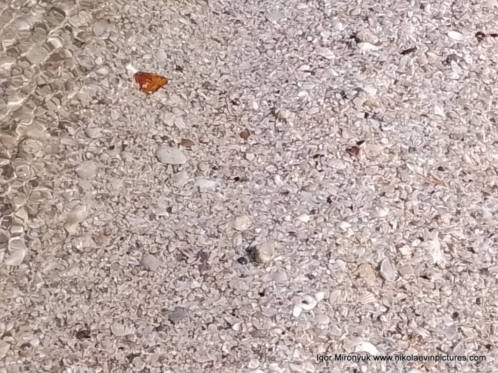 Берег из ракушек в Большой Коренихе