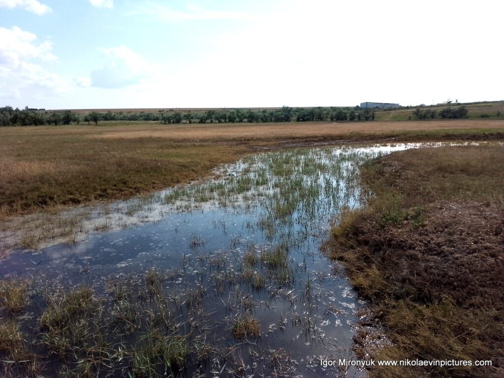 Болотистые каналы Большой Коренихи. Отличное место для фотосессии в Николаеве!