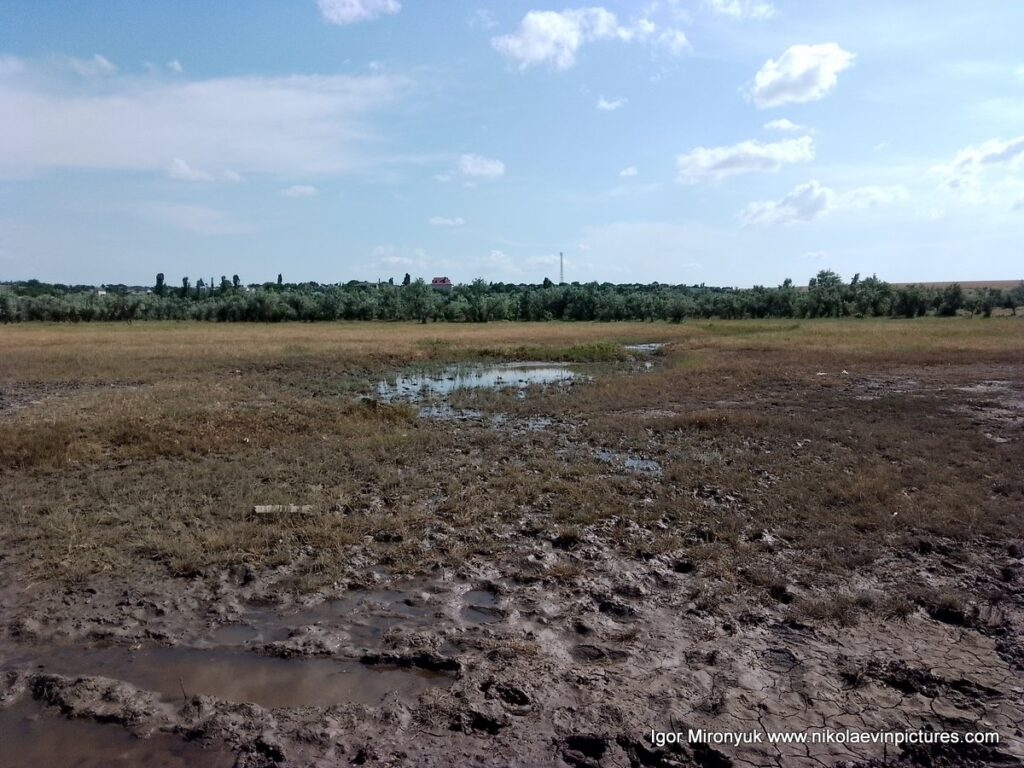 Болото. Однако, чем не оригинальное место для фотосессии? 