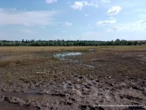 Болото. Однако, чем не оригинальное место для фотосессии?