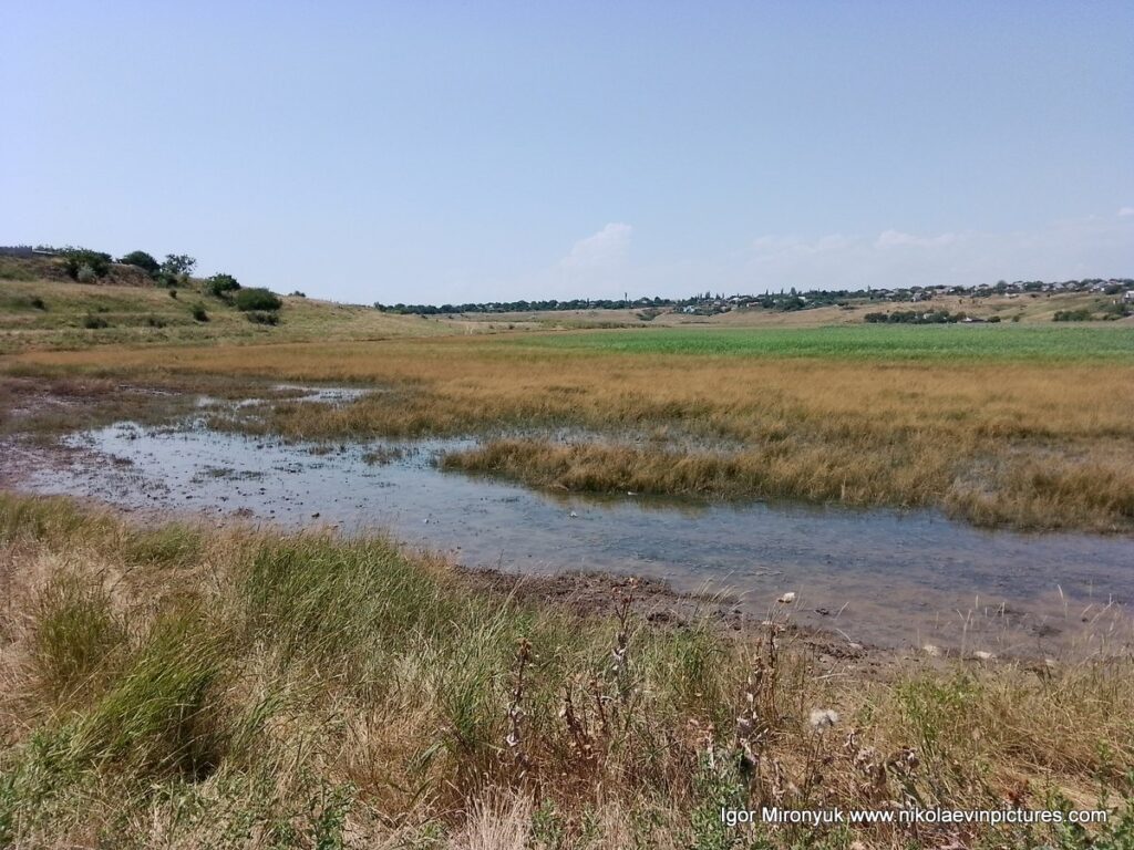 Болото в Большой Коренихе