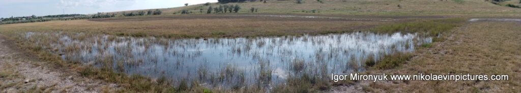 Болотистые каналыБольшой Коренихи в панораме. 