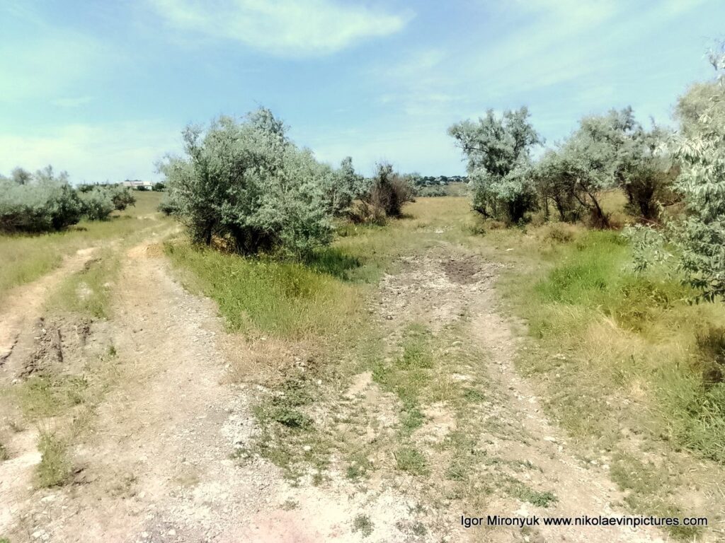 Два пути в балке Большой Коренихи 