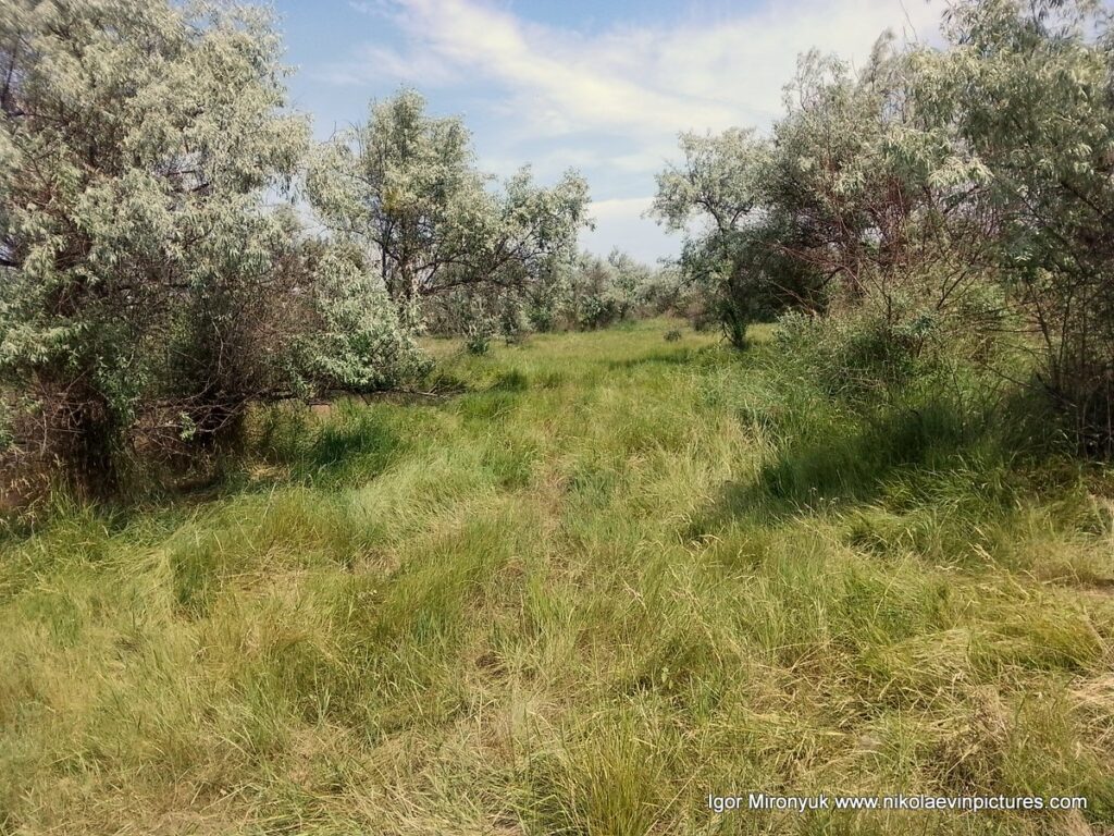 Природа Большой Коренихи - микрорайона Николаева.