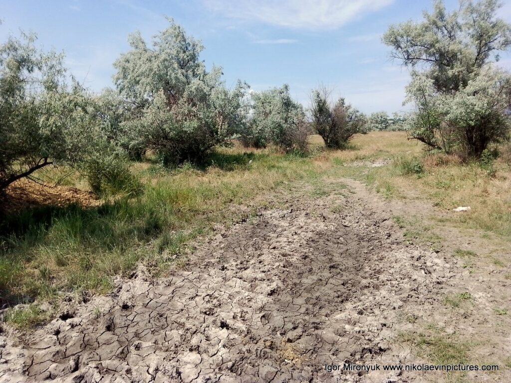 Природа Большой Коренихи, микрорайона Николаева. 