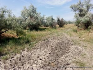 Природа Большой Коренихи, микрорайона Николаева.