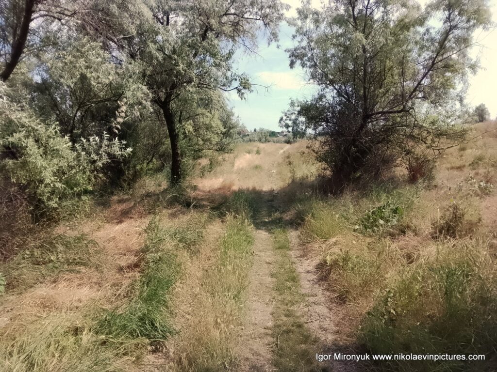 Природа Большой Коренихи, в Николаеве