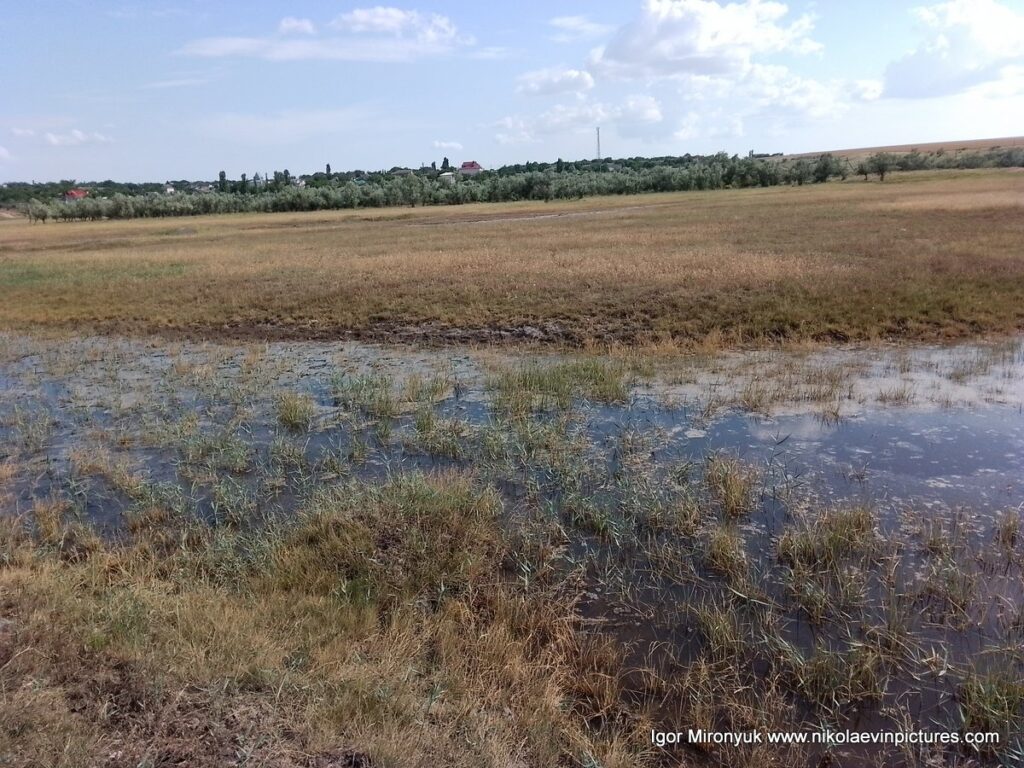 Болотистые каналы Большой Коренихи. Отличное место для фотосессии в Николаеве!