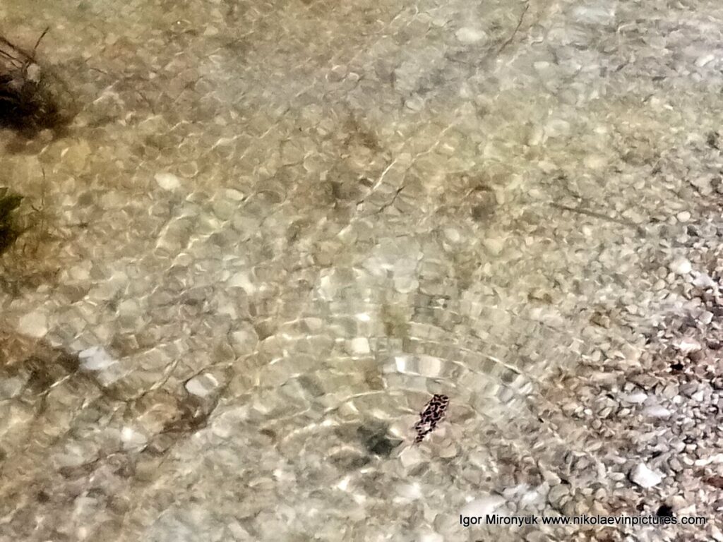 Я сфотографировал лягушонка в воде, пока был в Большой Коренихе - районе Николаева.