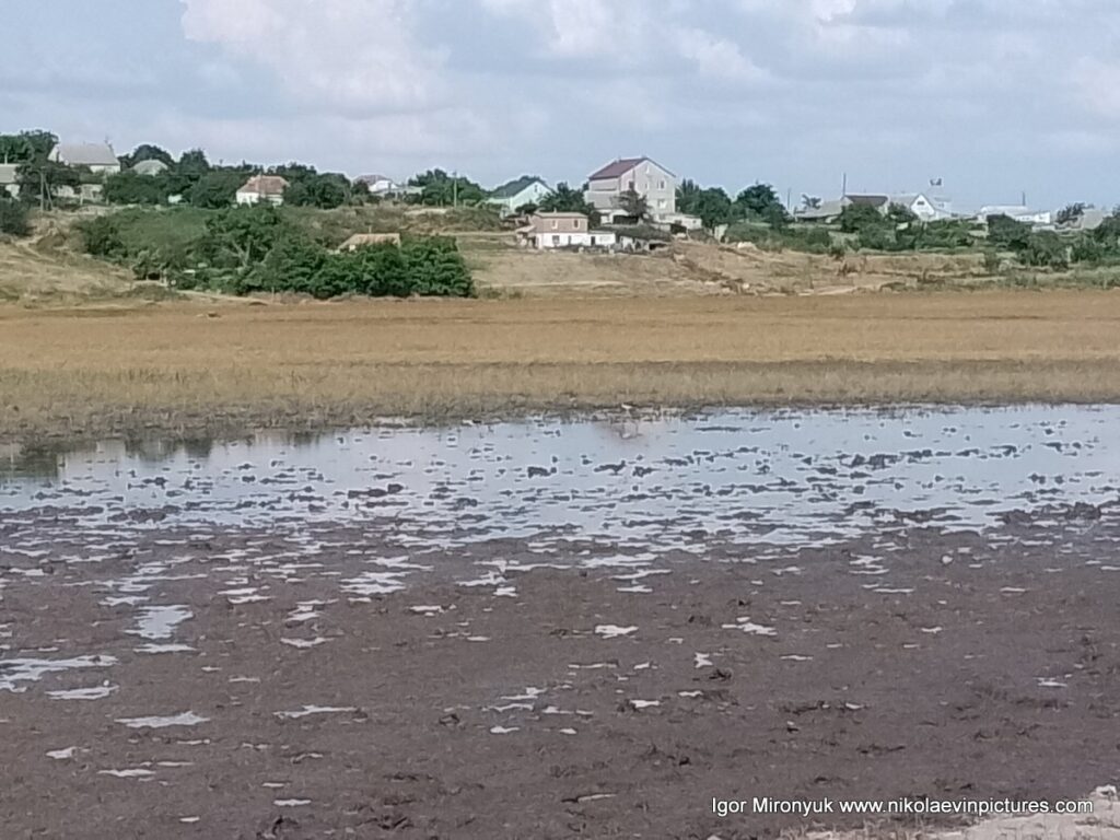 Пересохшее озеро в Большой Коренихе. 