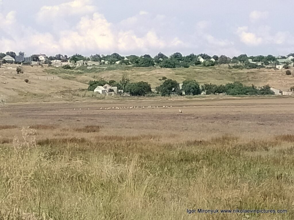 Птицы и пересохшее озеро в Большой Коренихе. 
