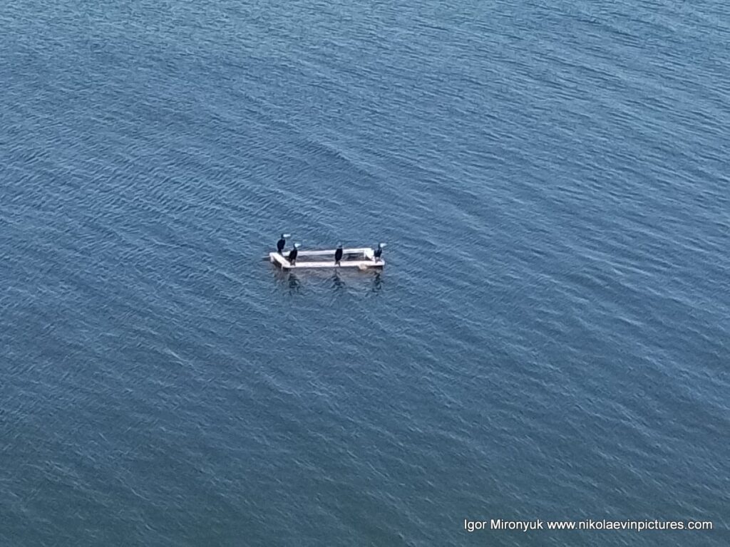 Птицы на рыбацком мостике в Бугском лимане, в Николаеве.