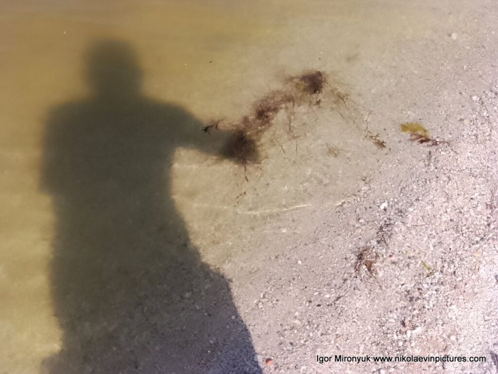 Я иду по берегу, и пытаюсь сфотографировать лягушонка, но у меня это не получается. На фото видно мою тень.