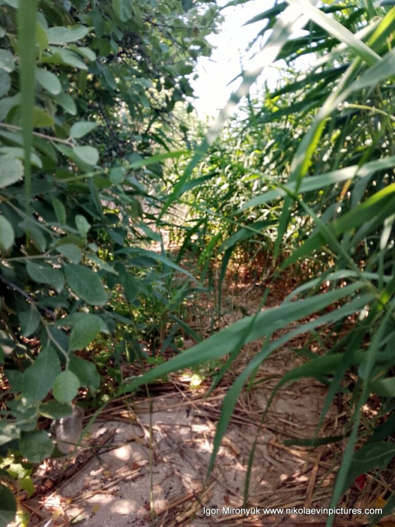 Я иду по берегу Улицы Скалистой, где растут камыши.