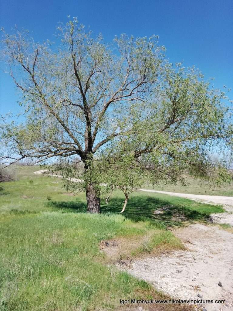 Красивое дерево на просторной долине возле реки и Матвеевки.