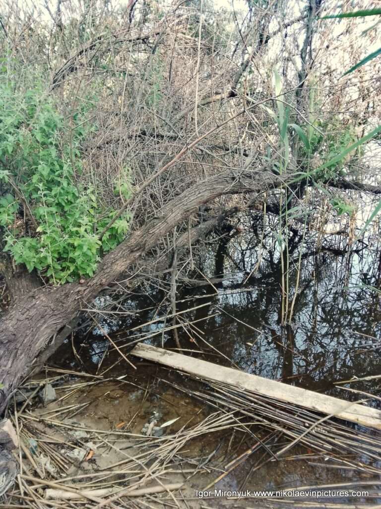 На фото дерево нависает над водой. Улица Скалистая.