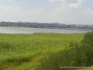 Камышы за Аляудами, в Николаеве.