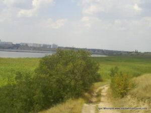 Камышы за Аляудами, в Николаеве.