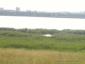 Водные акватории камышей напротив Ракетного Урочища, в Николаеве.