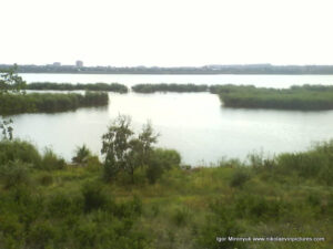 Водные акватории камышей в Николаеве.