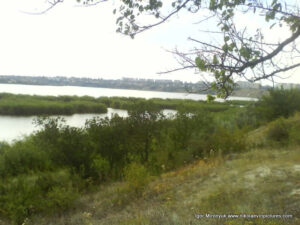 Водные акватории камышей в Николаеве.