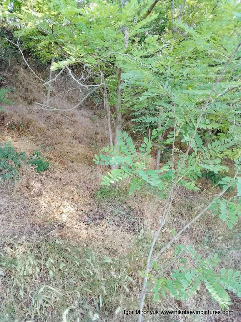 На Улице Скалистой, в Соляных, есть также и кусты.