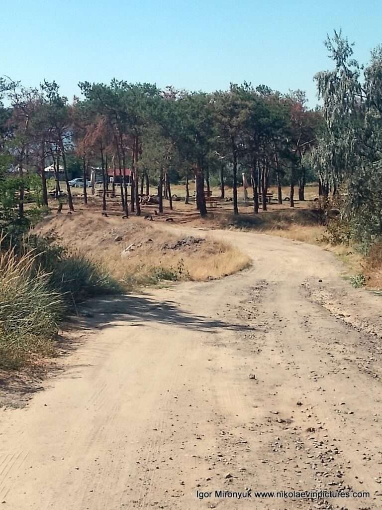 Сосновый лес в Николаеве, недалеко от базы отдыха "Маяк".