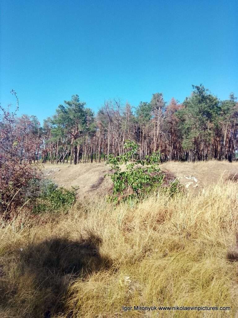 Сосновый лес в Николаеве, недалеко от базы отдыха "Маяк".