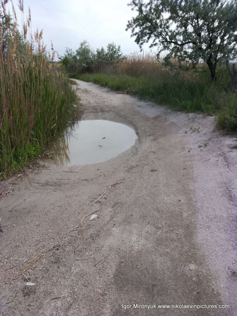 Песчаная дорога с лужами, и камышами с обеих сторон - это Лесковская коса на Намыве, в городе Николаев.