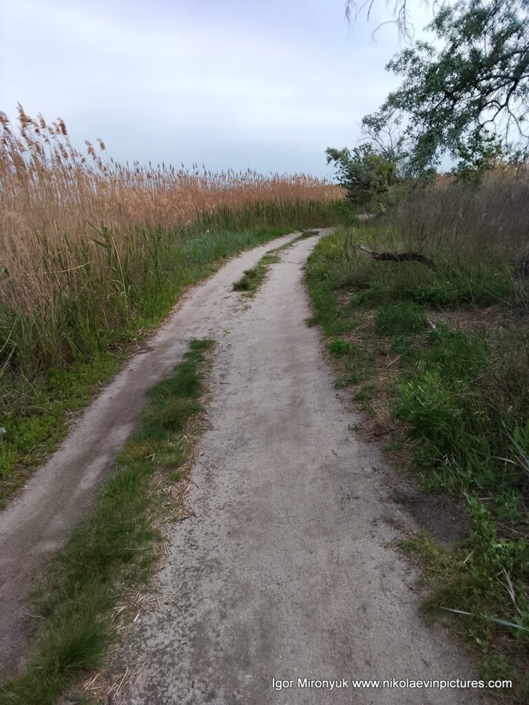 Песчаная дорога с низкорастущей посредине травой, и камышами с обеих сторон - это Лесковская коса на Намыве, в городе Николаев.