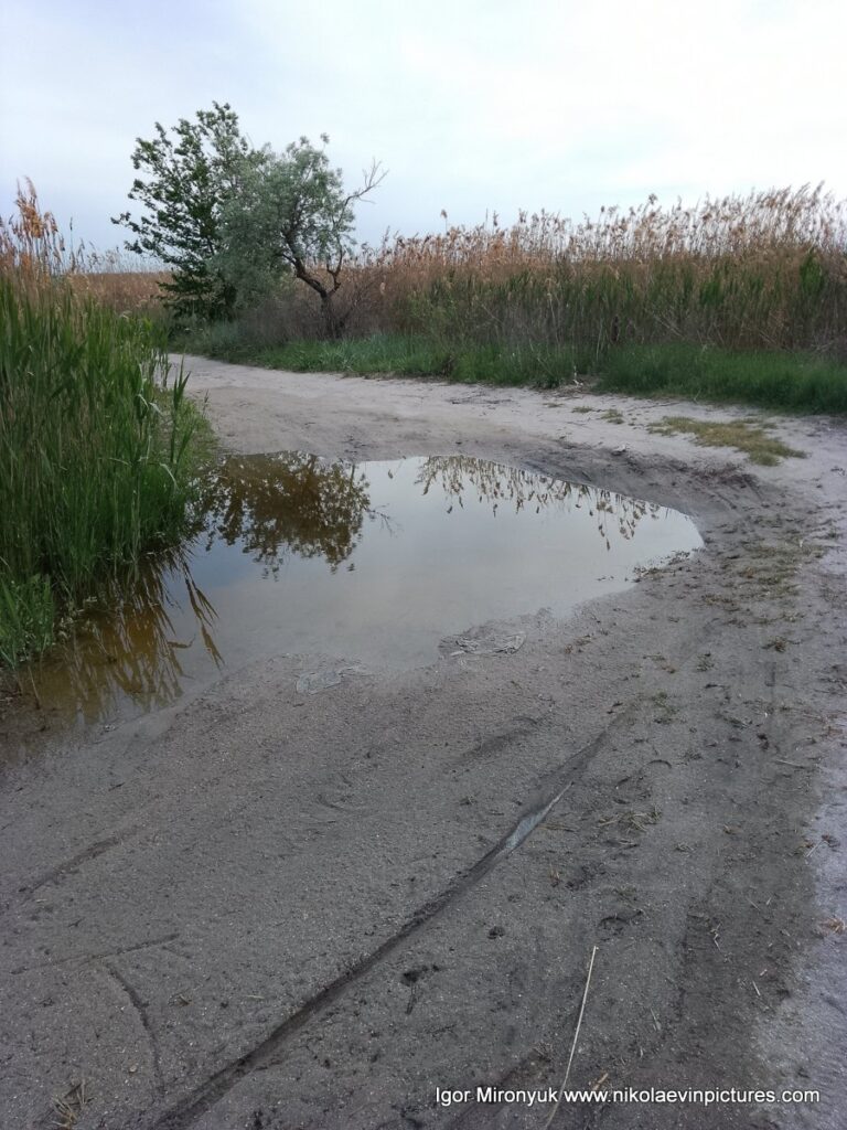 Песчаная дорога с лужами, и камышами с обеих сторон - это Лесковская коса на Намыве, в городе Николаев.