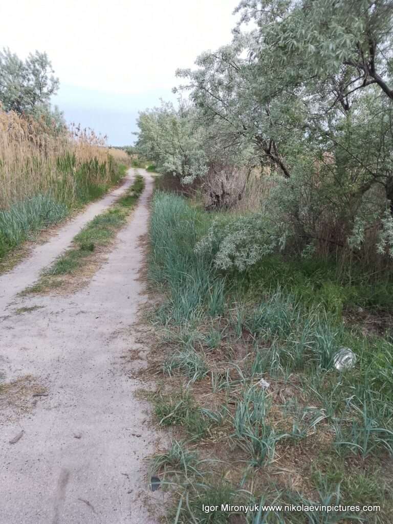 Песчаная дорога с низкорастущей посредине травой, и камышами и ивами с обеих сторон - это Лесковская коса на Намыве, в городе Николаев.