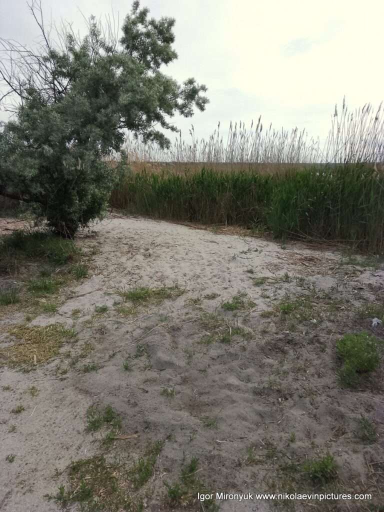 На Лесковской косе, в Николаеве, есть закрытый камышами пляж.