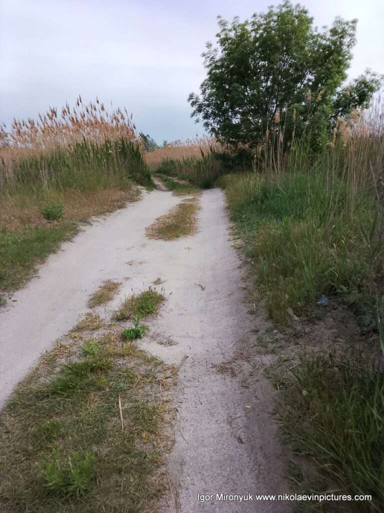 Песчаная дорога с низкорастущей посредине травой, и камышами с обеих сторон - это Лесковская коса на Намыве, в городе Николаев.