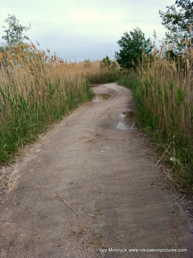 Песчаная дорога с лужами, и камышами с обеих сторон - это Лесковская коса на Намыве, в городе Николаев.