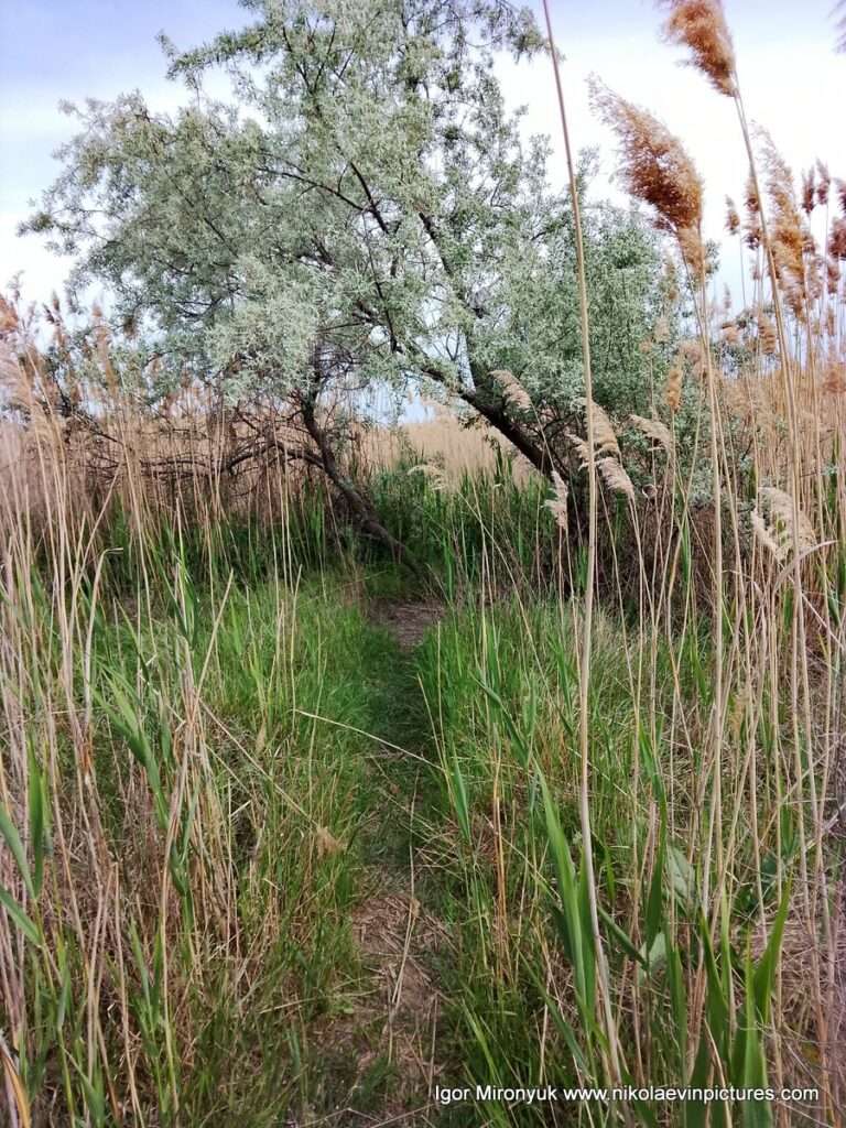 Ходы в камышах на Лесковской косе на Намыве, в Николаеве.