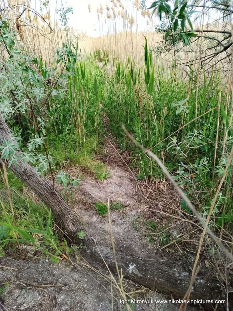 Ходы в камышах на Лесковской косе на Намыве, в Николаеве.