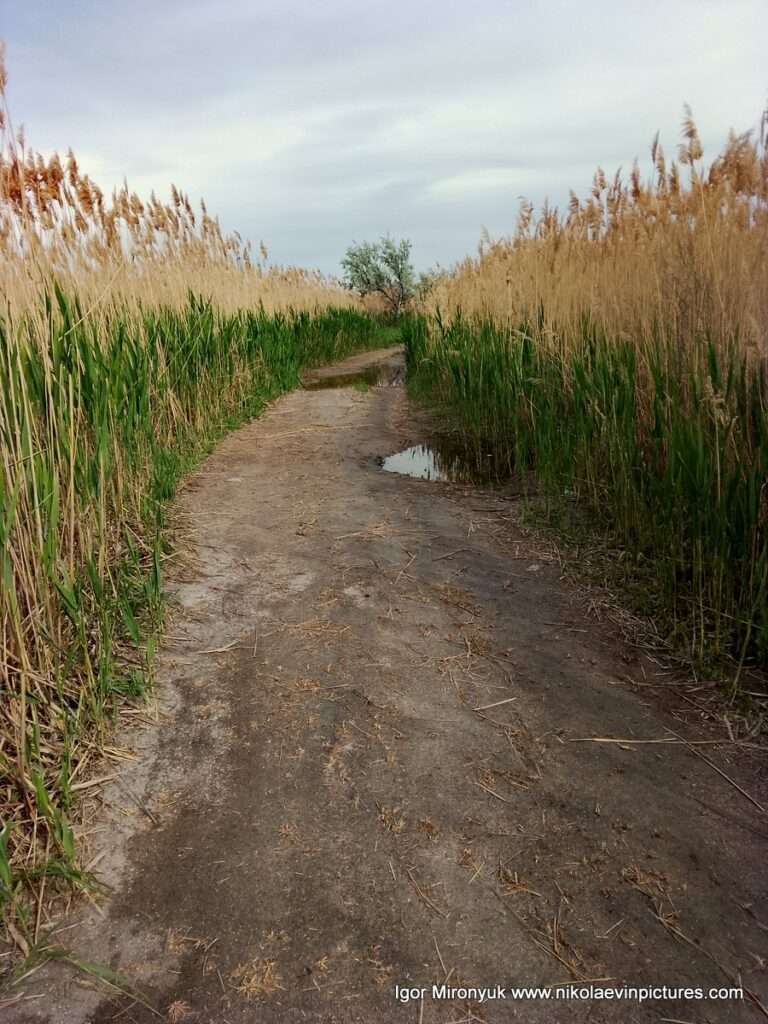Песчаная дорога с лужами, и камышами с обеих сторон - это Лесковская коса на Намыве, в городе Николаев.