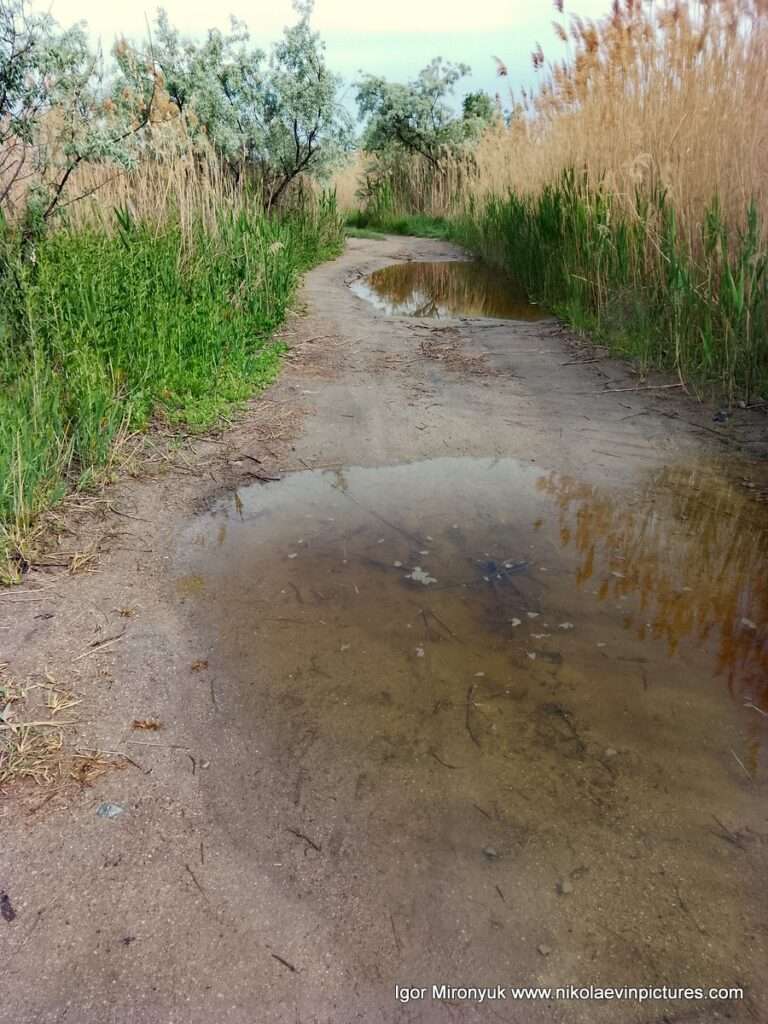 Песчаная дорога с лужами, и камышами и ивами с обеих сторон - это Лесковская коса на Намыве, в городе Николаев.
