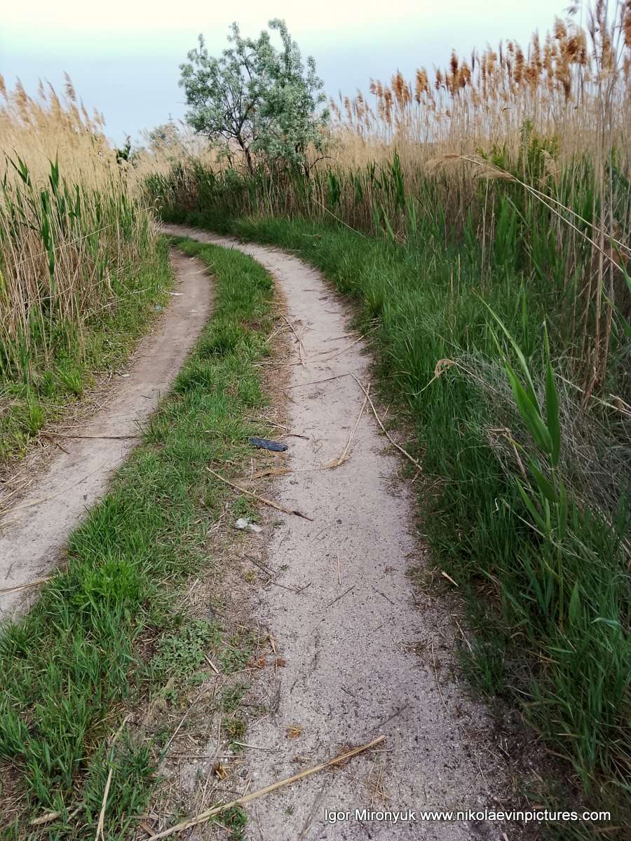 Песчаная дорога с низкорастущей посредине травой, и камышами с обеих сторон - это Лесковская коса на Намыве, в городе Николаев.