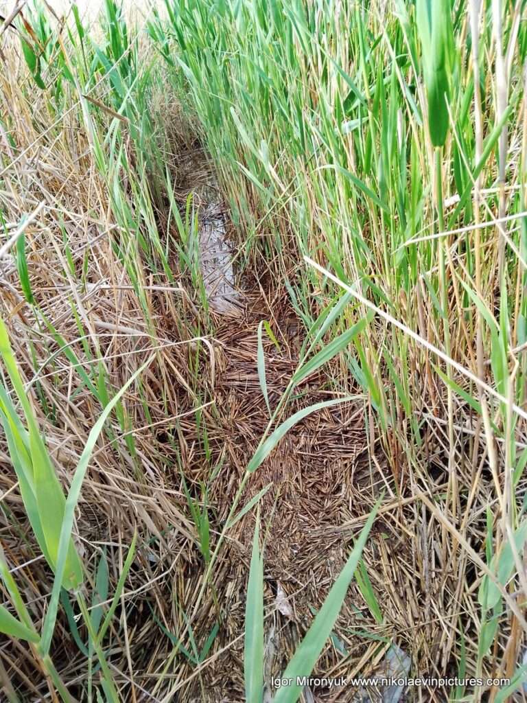 Тупик- некуда идти в камышах, на Лесковской косе, на намыве, в Николаеве.