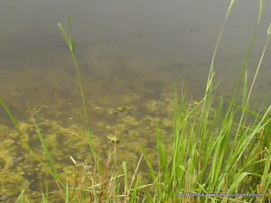 Лягушки в болоте в Порожнече - пустыре на Северном, в Николаеве.