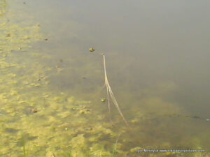 Лягушки в болоте в Порожнече - пустыре на Северном, в Николаеве.
