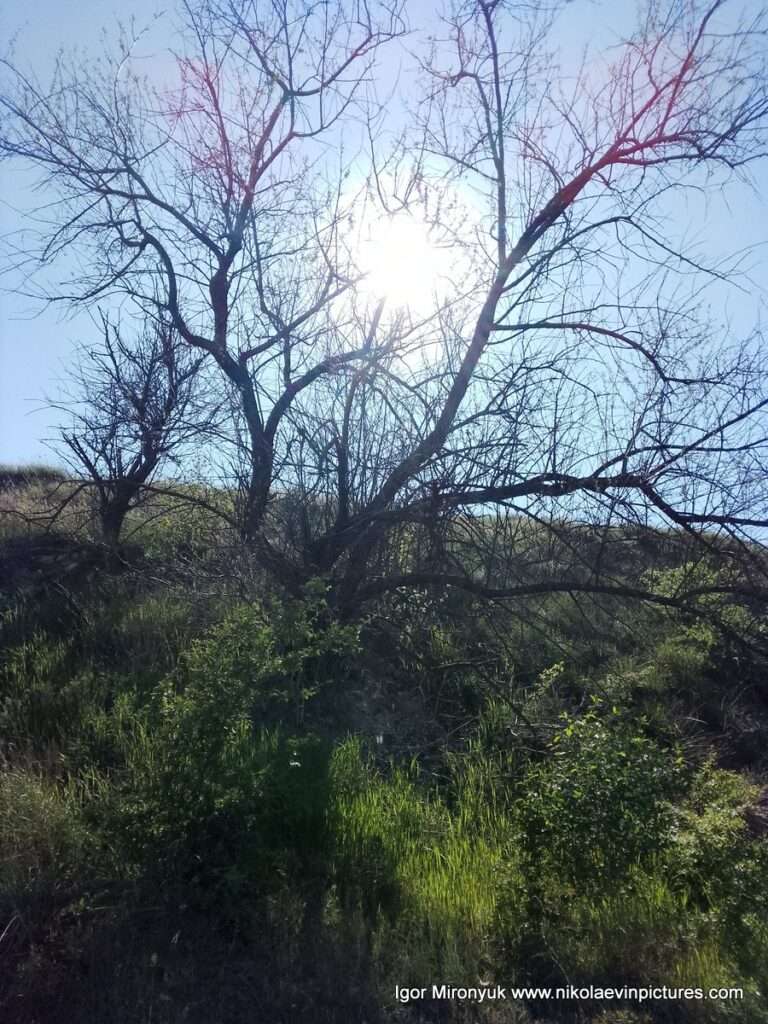 На фото видно, как солнце светит и буквально сжигает ветки, так что видишь только белое. Это горизонтальное дерево растёт в одном из оврагов Матвеевки, в Николаеве.