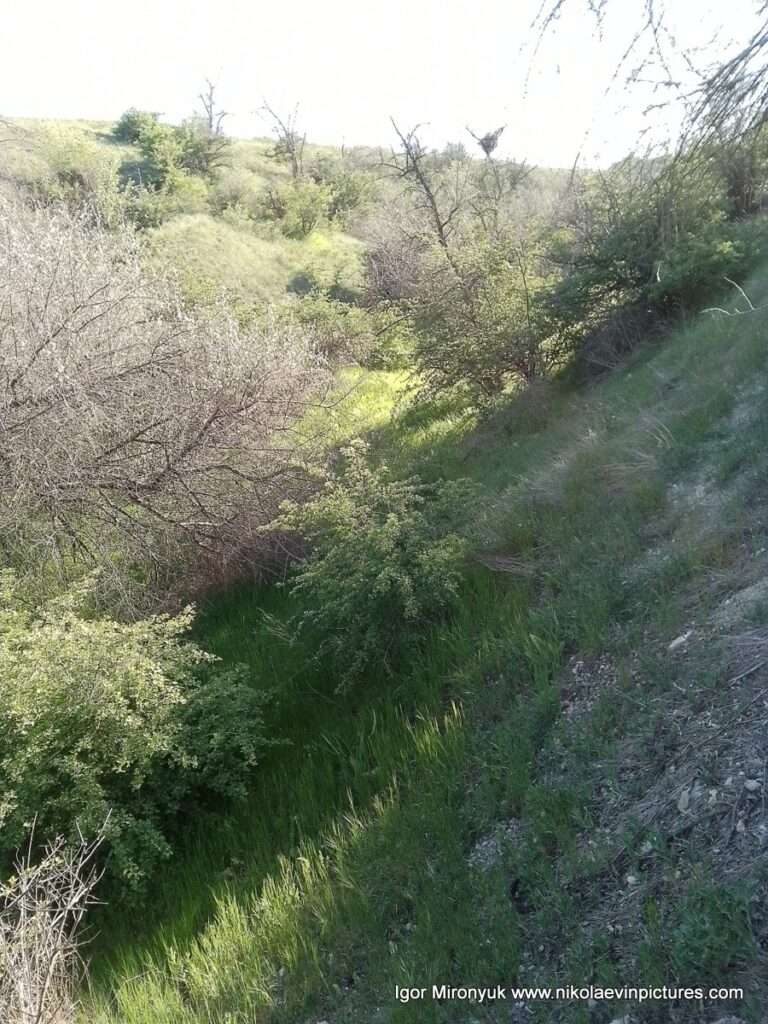Матвеевские овраги в Николаеве.
