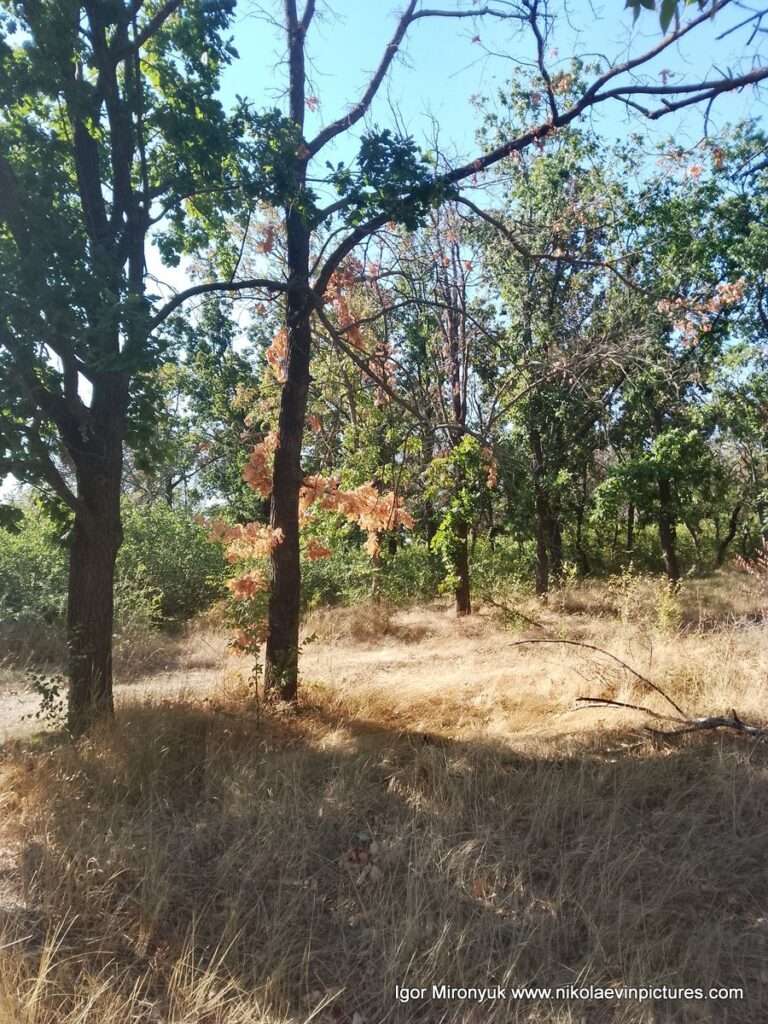 В Николаеве, на Перегоне, находится парк "Дружба".